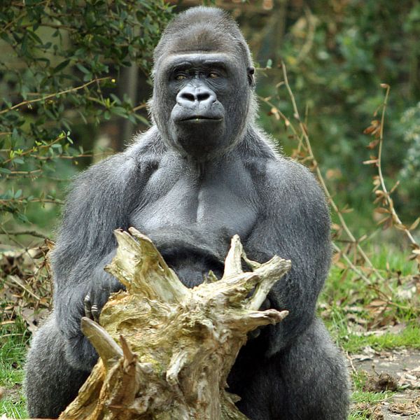 Gorilla-lunch van san image