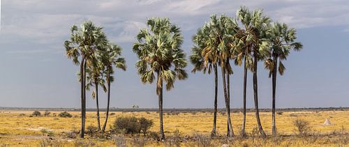'Verdwaalde' palmbomen in de woestijn, Etosha