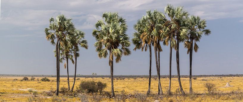 "Streunende 'Palmen in der Wüste, Etosha von Rietje Bulthuis