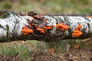 Zinnoberroter Holzpilz