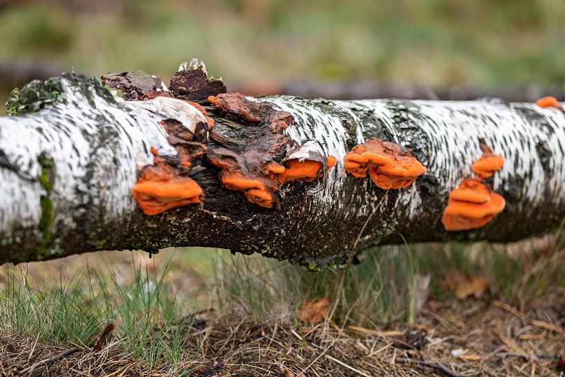vermilion wood fungus by gea strucks
