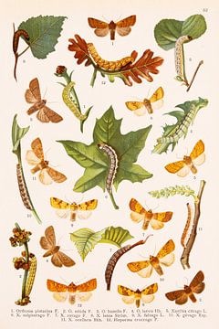 Retro image with butterflies and caterpillars by Studio Wunderkammer