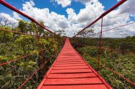 Red bridge over the jungle by Vicente M thumbnail
