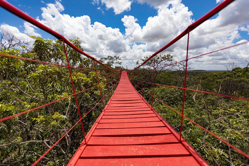 Red bridge over the jungle by Vicente M