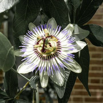 Passion flower foreground old hortus by Wout van den Berg