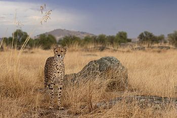 Gepard auf der Lauer