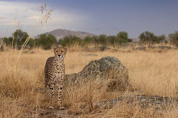 Cheetah op de uitkijk van HB Photography