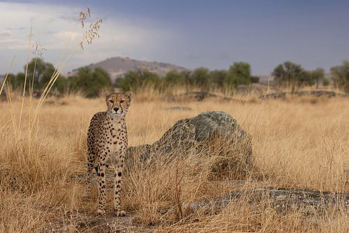 Guépard à l'affût