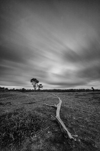 De dode tak, landgoed Heidestein!