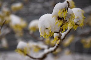 Fleurs dans la neige