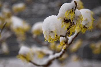 Blossom in the snow