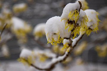 Bloesem in de sneeuw van thomaswphotography