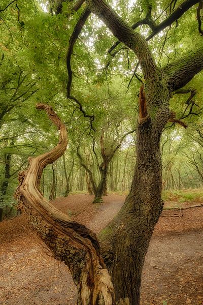 Herfstbos van Moetwil en van Dijk - Fotografie