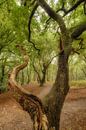 Herfstbos van Moetwil en van Dijk - Fotografie thumbnail