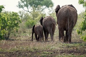 Éléphants