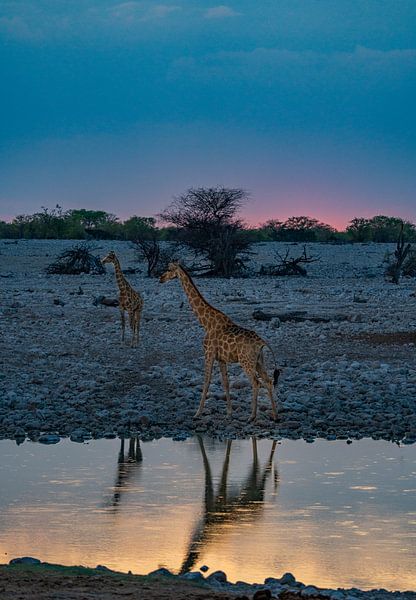Giraffe in Etosha National Park in Namibia, Africa by Patrick Groß