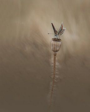 Papillon d'Icare sur Liliane Jaspers