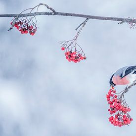 Goudvink / Bullfinch von Pascal De Munck