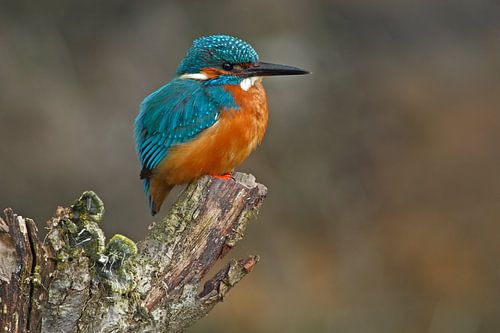 IJsvogel gefotografeerd in het Gooi