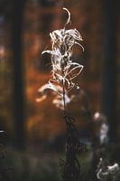 Style my Home series by Liberty Ragazza Biesma