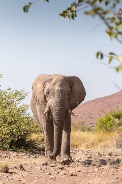 Eléphant sur Cees van Vliet