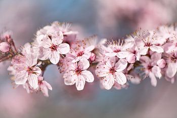 Foto van Voorjaars Bloesem met zacht randje.
