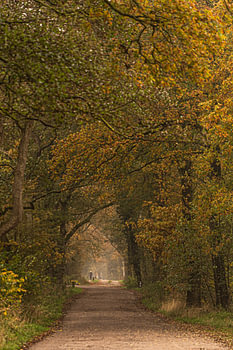Forêt près de Schipborg
