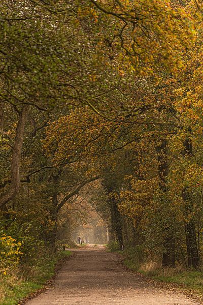 Wald bei Schipborg von Ina Muntinga