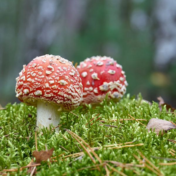 Toadstools in the forest by Heiko Kueverling