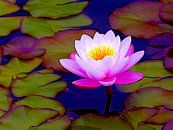 Seerose... (Water Lily) by Caroline Lichthart thumbnail