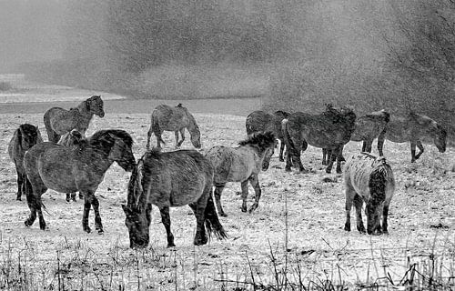 Oostvaardersplassen Almere