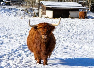 Schotse Hoogland koe op de boerderij van Animaflora PicsStock