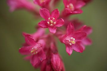 Close-up van een bloem van de Ribes van Cor de Hamer