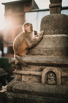 Singe sur le temple des singes au Népal sur Ayla Maagdenberg
