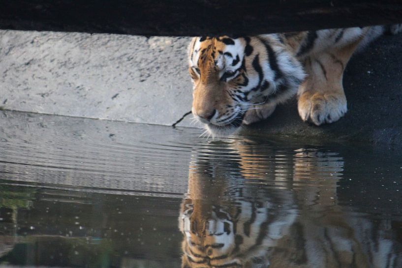 drinkende tijger by Jop Fotografie