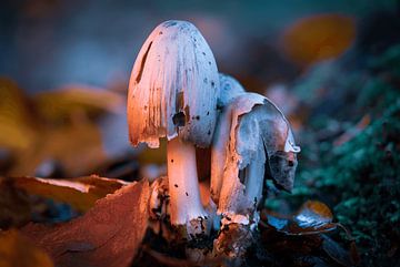 Inktzwam in herfst kleur van Jos Voormolen