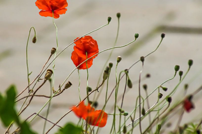 Familie Mohn von Niek Traas