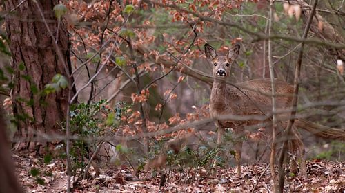 Roe deer in autumn forest