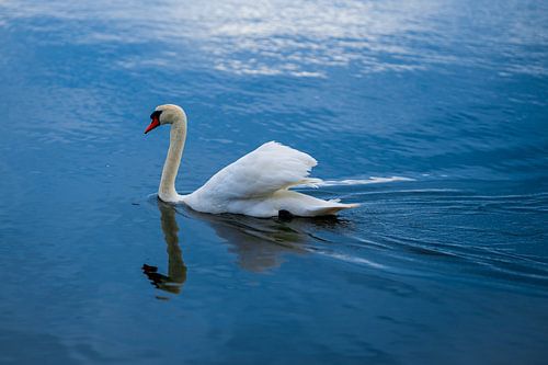 Swan in the water near the beach