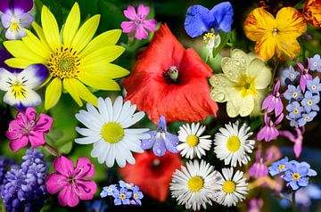 Blumenteller von Corinne Welp
