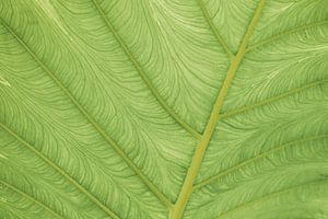 Feuille verte en gros plan | photographie abstraite de la nature
