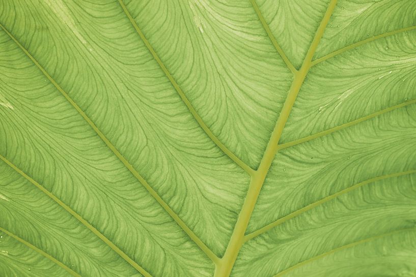 Groen blad van dichtbij | abstracte natuurfotografie van Marjolijn Maljaars