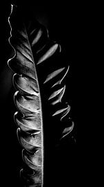 Mystère et élégance : une feuille végétale exotique aux jeux de lumière envoûtants et aux couleurs sombres et sobres pour une atmosphère rustique et intemporelle sur ByLulu