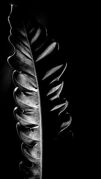 Mystery and Elegance: An Exotic Plant Leaf with Enchanting Light Play and Dark, Sober Colours for a Rustic and Timeless Atmosphere by ByLulu