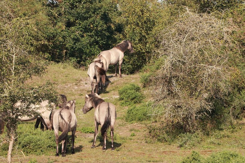 De Konikpaarden van Oranjezon van Wendy Hilberath
