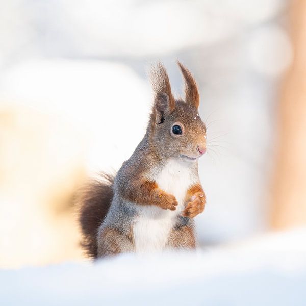 Eekhoorn rechtopstaand in de sneeuw van Natuurels