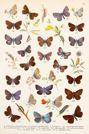 Collection of butterflies including many blues. by Studio Wunderkammer