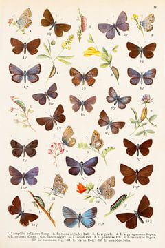 Verzameling vlinders waaronder vele blauwtjes. van Studio Wunderkammer
