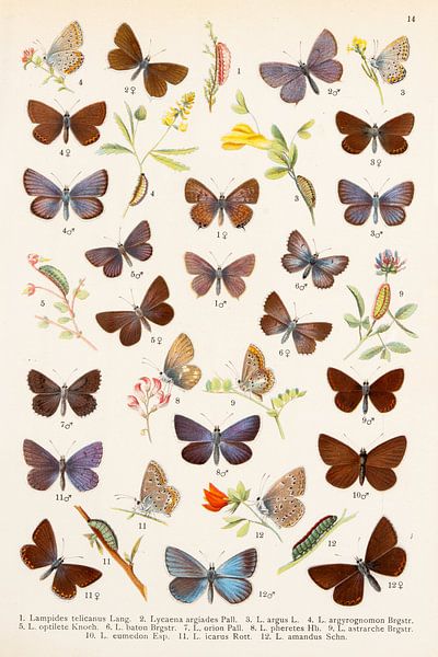 Sammlung von Schmetterlingen, darunter viele blaue. von Studio Wunderkammer