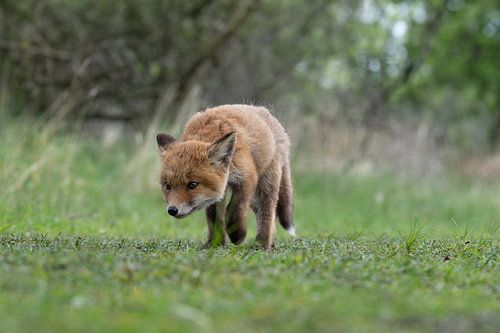 Jonge vos (welp) in de Amsterdamse waterleidingduinen